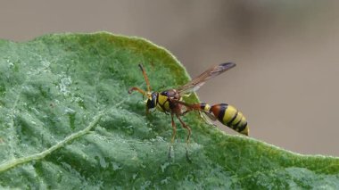 Sabahları yeşil yaprağın üzerinde dinlenen siyah çamur eşekarısı..