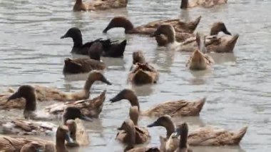 Khaki Campbell ördeği, özgür ördekler, pirinç tarlalarında doğal olarak dolaşmalarına ve yiyecek aramalarına izin veren açık bir sistemde yetiştirilir. Bu ördekler pirinç tarlalarındaki haşereleri ve böcekleri kontrol etmeye yardım ediyor..