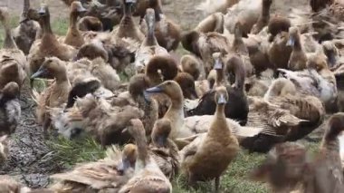 Khaki Campbell ördeği, özgür ördekler, pirinç tarlalarında doğal olarak dolaşmalarına ve yiyecek aramalarına izin veren açık bir sistemde yetiştirilir. Bu ördekler pirinç tarlalarındaki haşereleri ve böcekleri kontrol etmeye yardım ediyor..