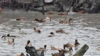 Khaki Campbell ördeği, özgür ördekler, pirinç tarlalarında doğal olarak dolaşmalarına ve yiyecek aramalarına izin veren açık bir sistemde yetiştirilir. Bu ördekler pirinç tarlalarındaki haşereleri ve böcekleri kontrol etmeye yardım ediyor..