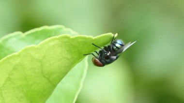 Mavi Şişe Sineği, Calliphoridae ailesi, bahçede yeşil yaprağa tünemiş..