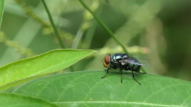 Mavi Şişe Sineği, Calliphoridae ailesi, bahçede yeşil yaprağa tünemiş..
