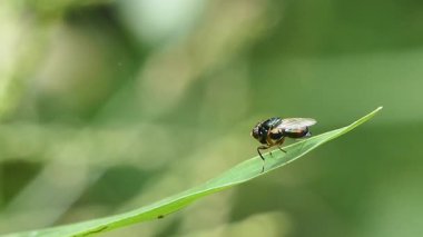 Mavi Şişe Sineği, Calliphoridae ailesi, bahçede yeşil yaprağa tünemiş..