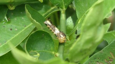 Kelebek tırtılı yeşil yaprak yiyor..