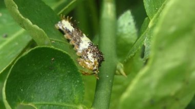 Kelebek tırtılı yeşil yaprak yiyor..