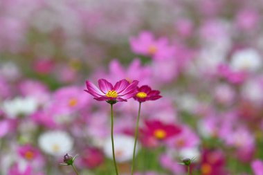 Pembe Kozmos Tarlada Çiçekler