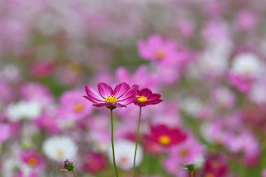 Pembe Kozmos Tarlada Çiçekler