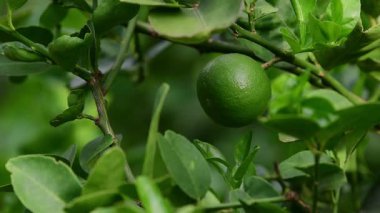 Organik çiftlikte kireç ağacında limon meyvesi.