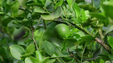 Organik çiftlikte kireç ağacında limon meyvesi.