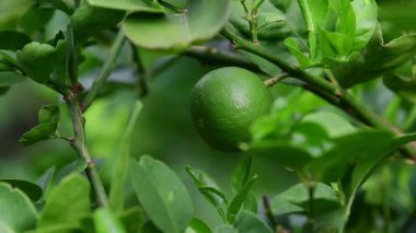 Organik çiftlikte kireç ağacında limon meyvesi.