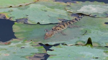 Bueng Boraphet Av Alanı 'nda genç Siyam Timsahı, Tayland Nakhon Sawan Bölgesi..