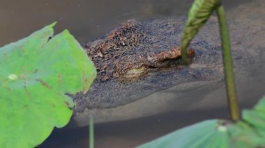 Bueng Boraphet Av Alanı 'nda genç Siyam Timsahı, Tayland Nakhon Sawan Bölgesi..