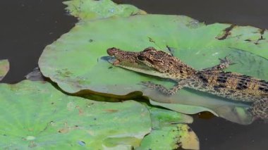 Bueng Boraphet Av Alanı 'nda genç Siyam Timsahı, Tayland Nakhon Sawan Bölgesi..