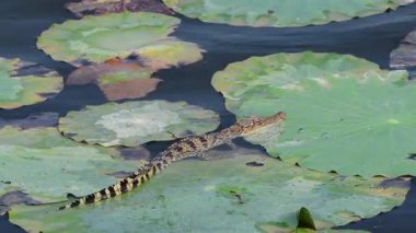 Bueng Boraphet Av Alanı 'nda genç Siyam Timsahı, Tayland Nakhon Sawan Bölgesi..
