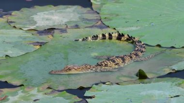 Bueng Boraphet Av Alanı 'nda genç Siyam Timsahı, Tayland Nakhon Sawan Bölgesi..
