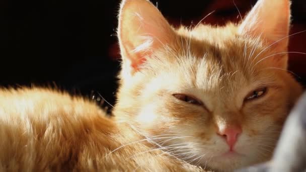 Piękny Czerwony Kot Patrzący Kamerę — Wideo stockowe