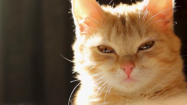 美しい赤い猫はカメラを見て — ストック動画