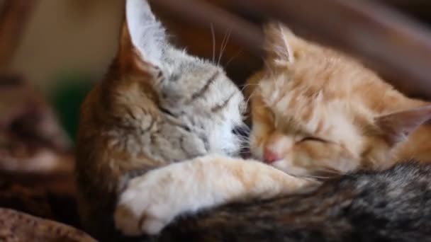 Paio Gatti Domestici Stanno Riposando Gatti Carini Lavano Viso — Video Stock