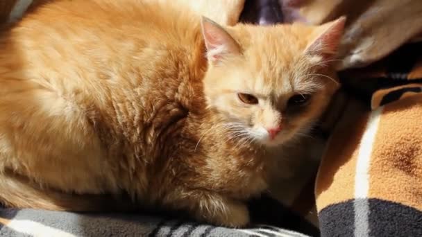Gato Rojo Doméstico Está Descansando Acogedora Cama Gato — Vídeo de stock