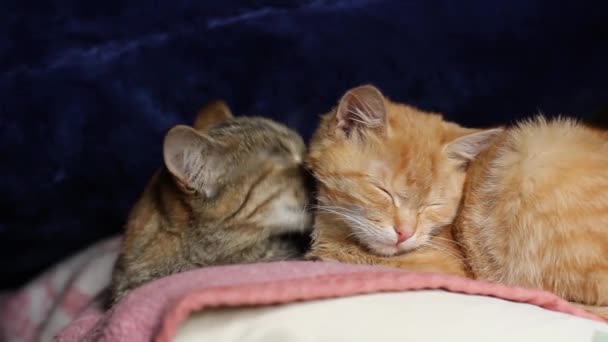 国内の猫が２匹休んでいる 可愛い猫たちは顔を洗って — ストック動画