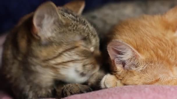 Ein Paar Hauskatzen Ruhen Sich Aus Niedliche Katzen Waschen Ihr — Stockvideo