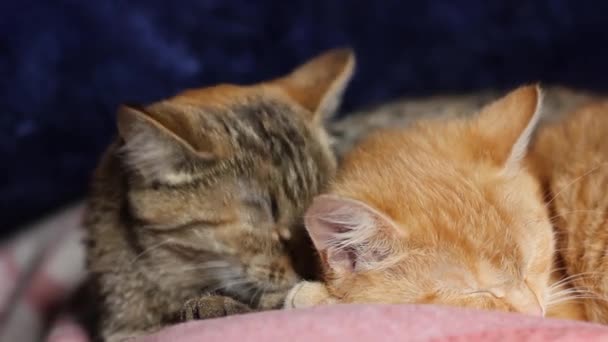 Par Gatos Domésticos Están Descansando Lindos Gatos Lavan Sus Caras — Vídeo de stock