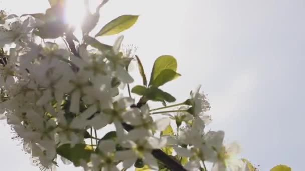 Virágzó Nap Hátterében Ágak Virágokkal Égen Tavaszi Természet — Stock videók