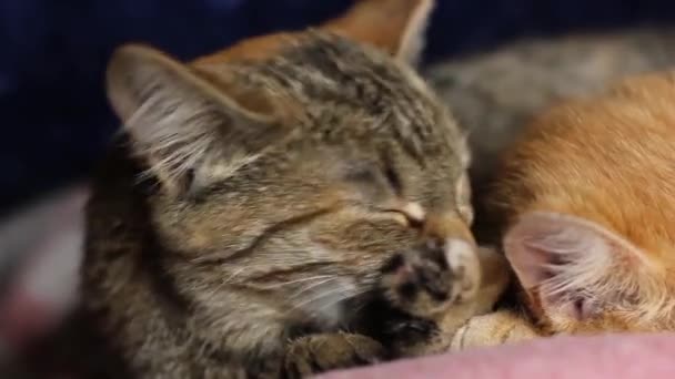 Domowy Kot Odpoczywa Kot Się Myje Przytulność — Wideo stockowe