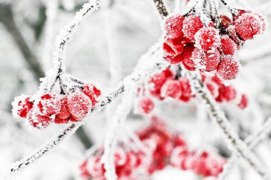 Kar altında kışın donmuş viburnum. Karda Viburnum var. İlk kar. Güzel kış doğası