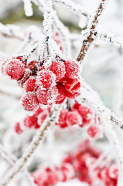 Kar altında kışın donmuş viburnum. Karda Viburnum var. İlk kar. Güzel kış doğası