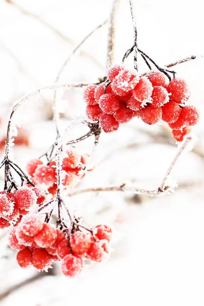 Viburno Ghiacciato Invernale Sotto Neve Viburno Nella Neve Prima Neve — Foto Stock