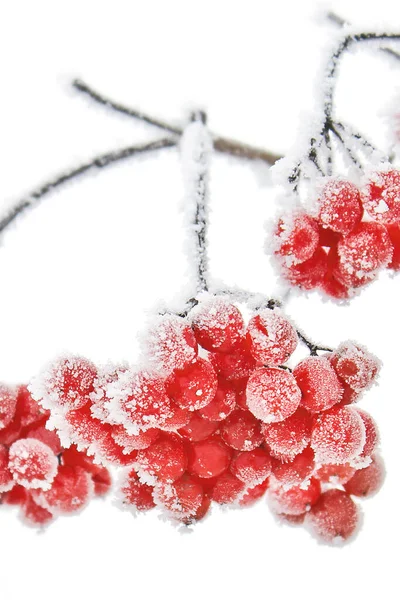 雪の中冷凍ガマズミ属の木 最初の雪 — ストック写真