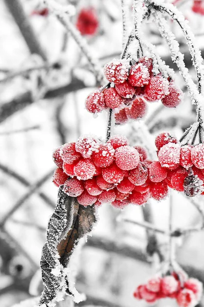 Viburnum Congelado Sob Neve Primeira Neve — Fotografia de Stock