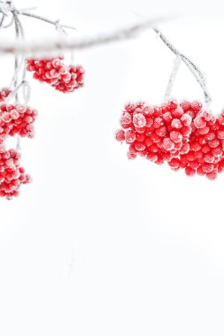 Kar altında kışın donmuş viburnum. Karda Viburnum var. İlk kar. Güzel kış doğası