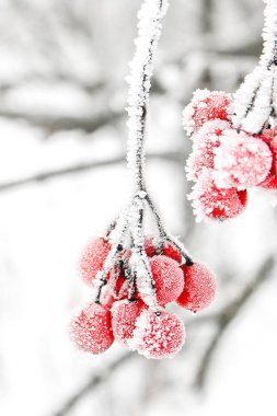 Kar altında kışın donmuş viburnum. Karda Viburnum var. İlk kar. Güzel kış doğası