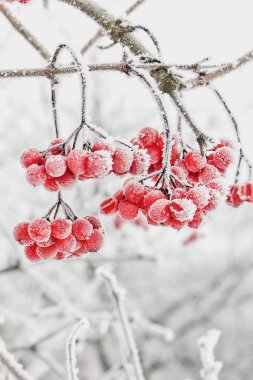 Kar altında kışın donmuş viburnum. Karda Viburnum var. İlk kar. Güzel kış doğası