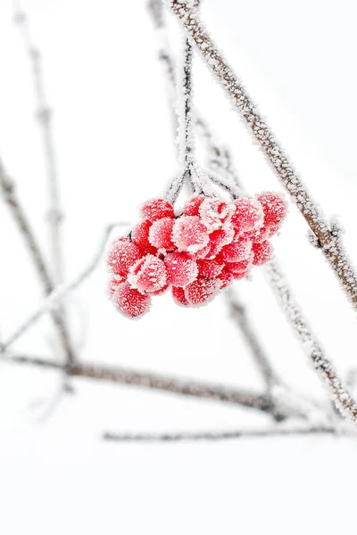 Winter Frozen Viburnum Snow Viburnum Snow First Snow Beautiful Winter — Stock Photo, Image