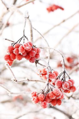 Kar altında kışın donmuş viburnum. Karda Viburnum var. Kırmızı çilek. Harika bir kış. Hoarfrost