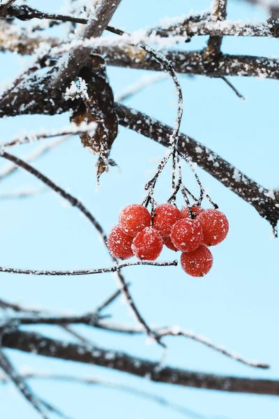 冬日冰冻的冬眠在雪地下 在雪地里的Viburnum红色浆果 很好的冬天霜冻 — 图库照片