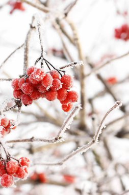 Kar altında kışın donmuş viburnum. Karda Viburnum var. Kırmızı çilek. Harika bir kış. Hoarfrost