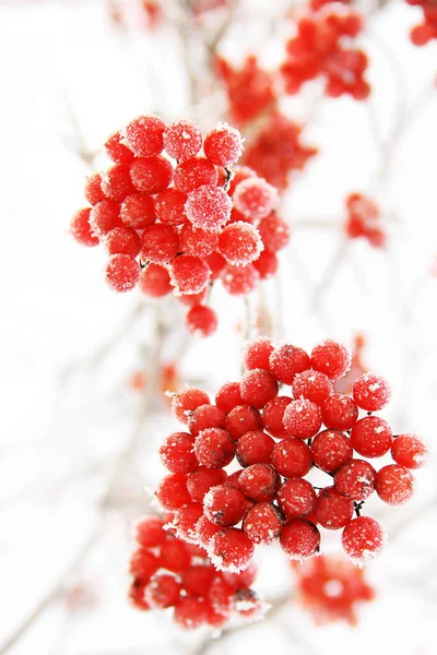 Inverno Congelado Viburnum Sob Neve Viburnum Neve Bagas Vermelhas Maravilhoso — Fotografia de Stock