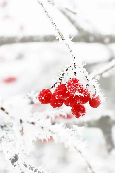 Зимний Замороженный Вибурнум Снегом Вибурнум Снегу Красные Ягоды Чудесная Зима — стоковое фото