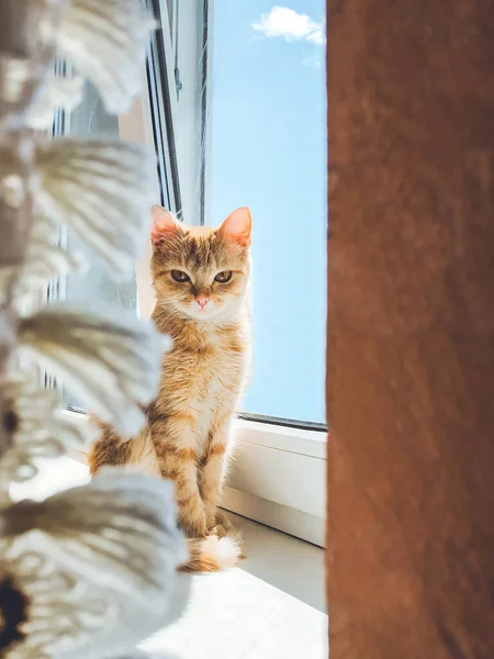 Beautiful red cat sits on the window and looks at the camera