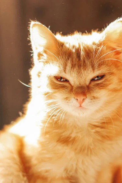 Красивый Красный Кот Крупным Планом Кот Смотрит Камеру — стоковое фото