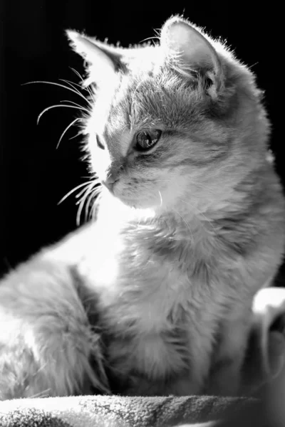 Όμορφη Γάτα Από Κοντά Ασπρόμαυρη Φωτογραφία Γάτας — Φωτογραφία Αρχείου