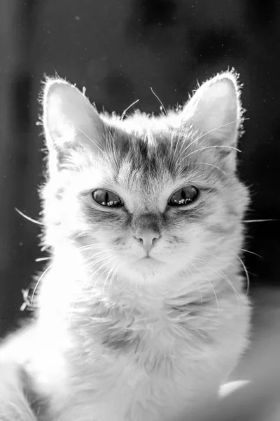 Mooie Kat Van Dichtbij Zwart Wit Foto Van Een Kat — Stockfoto