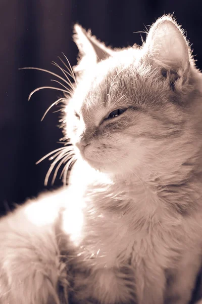 美しい猫が閉じます 効果のある写真 — ストック写真