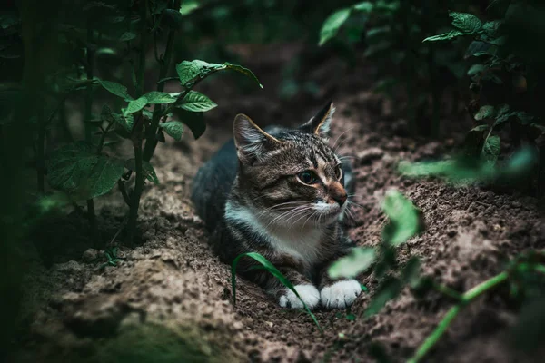 Μια Όμορφη Γάτα Βρίσκεται Στον Κήπο Γάτα Παρακολουθεί Και Κυνηγάει — Φωτογραφία Αρχείου