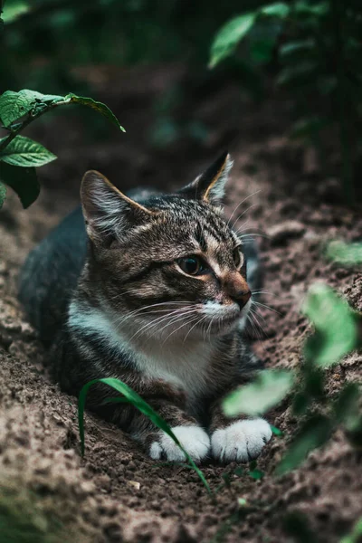 Красивая Кошка Лежит Саду Кошка Наблюдает Охотится — стоковое фото