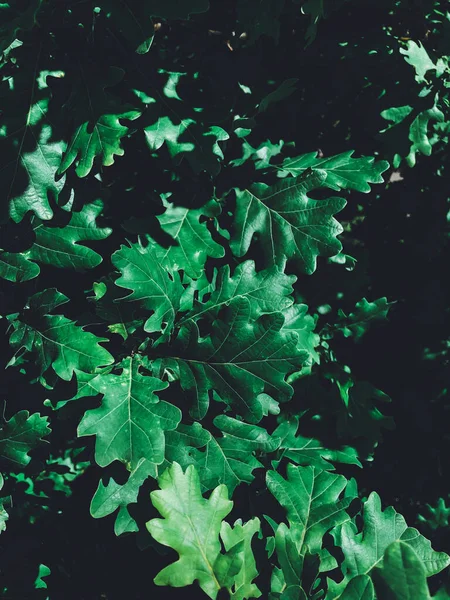 stock image Oak leaves on a tree close up